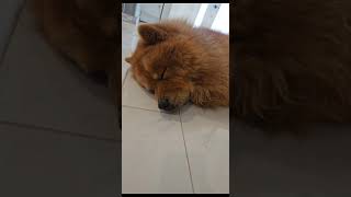 Lion - Chow Chow #chowchow #lion #beast #puppy #dogs #lionking #shorts #share #dogwhisperer #loyal