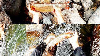 Catching Dozens of Huge Trout - Part 2 - A Day of Ultra Addictive Fishing - Fremont Canyon