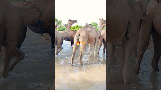 Camel enjoying #sound #camel #shorts #short #shortsfeed #viralvideo #foryou #trending #crazy #funny