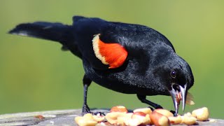 ✨BLACKBIRD, FLY! Miracle Moment on Burnaby Lake✨