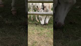 Donkeys love apples