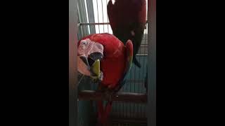 Yeşil kanatlı kırmızı  macaw papağan  ( Green Winged macaw ) @DynamowydShorts