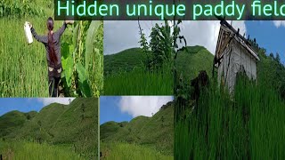 Beautiful view of Rice paddy field| Nagaland|Lito Yepthomi