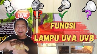 FUNGSI LAMPU UVA DAN UVB BUAT KURA KURA DARAT | SULCATA TORTOISE | Episode 21