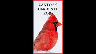 CANTO del CARDENAL ROJO (Versión Shorts) 🐦🎶🔊