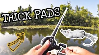 TOP WATER MOUSE?!? Picking Apart Heavy Cover In A Canoe