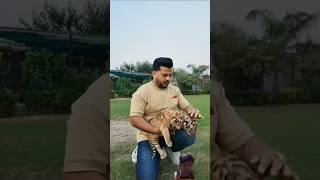 Beautiful Golden Taby Tiger Cub🥰🥰 #tiger #animals #love #shorts