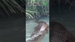 Anaconda 🐍 #trending #viral #shorts #shortvideo #shortsfeed #short #shortsviral #nature #wildlife