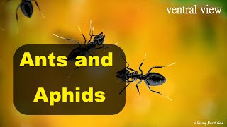 Ants and aphids