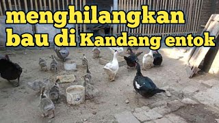 Cara Agar kandang Ayam dan entok tidak bau,kandang entok