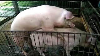 how to breed pigs