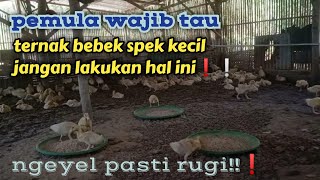 perhatikan! jangan lakukan ini, bila ternak bebek spek kecil