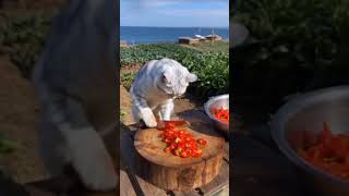 Panen cabe 🌶️ #miaw #kucing #cutecat #cute #masak #cooking #funny #cat #oomsaja #lucu #miawmiaw #fun