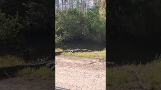 Alligators at Everglades National Park, Florida