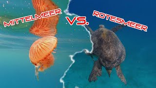 Mittelmeer VS. Rotesmeer (Kroatien, Malta Vs. Ägypten Marsa Alam)