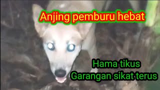 Anjing pemburu hama