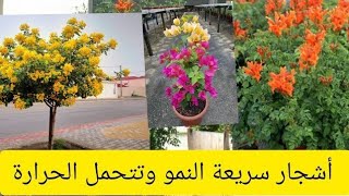 أشجار سريعة النمو | وتتحمل الحرارة | مزة طول العام