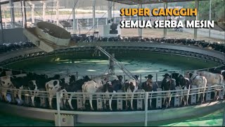 Sistem Canggih Peternakan Sapi Perah Modern, Kamu Pasti Takjub Melihatnya !