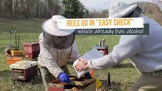 What State Bee Inspectors Look at in a Bee Yard