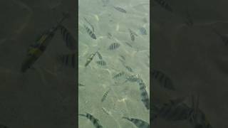 Video of small fishes very near to beach | Underwater world Cute little fishes