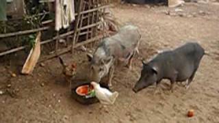 Morjim. Pigs