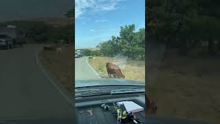 Baby longhorn calf almost gets hit by a truck + big long horn bulls on side of road