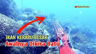 Dikira Batu Karang, Ternyata Ikan Kerapu Besar Berkamuflase