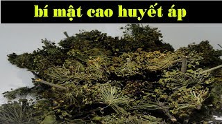 BÍ MẬT Chữa tăng huyết áp bằng hoa | Sức khỏe online