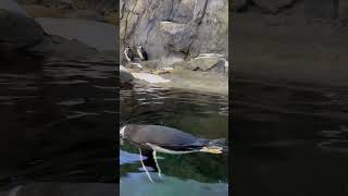 Emperor Penguin ready for a dip in the icy cold waters