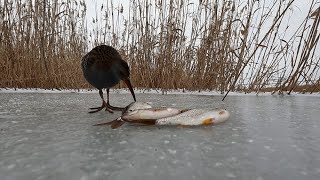 Зимняя рыбалка, ПТИЦА СЪЕДАЕТ МОЙ УЛОВ, живая природа