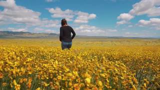 Carrizo Plains Super Bloom 2017 (4K)