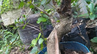 Bonsai Blora // Giat Bonsai hari ini cara melepas kawat waru okulasi