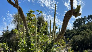 Mullein- the mother of all mullein (MOAM)