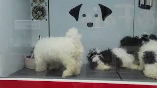 What a cute puppies #wow #cute #puppies #doglover #petlover #animals  #fypシ゚viral #fyp #funnyvideo