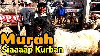 KAMBING SIAP KURBAN MELIMPAH BANYAK YANG KULAKAN