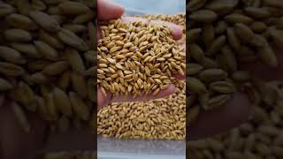 All About Spelt - A Wonderful Ancient Grain