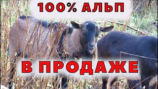 Продается ч/п альпийский козел