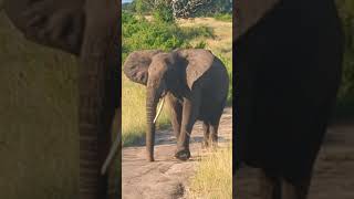 Baby elephant and mum! #elephant #tembo #safari #big5 #babyanimals #cuteanimals #Africa #wildlife