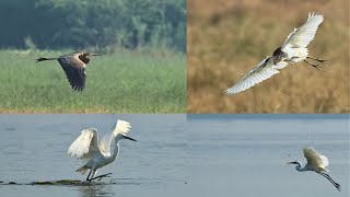 Exploring near Sultanpur Wetlands -Birdwatching Bliss #relax#relaxvideo