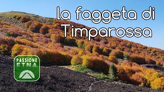 Etna - La faggeta e il Rifugio Timparossa (documentario autunno)