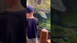 Boy meets Giant River Turtle 🐢 at Detroit Zoo #giant #river #turtle #swimming #detroit #zoo #fun