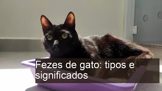 Fezes de gato: tipos e significados - COM FOTOS