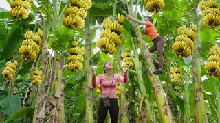 Harvesting Banana Garden Go To Market Sell - Harvest With Phuong - Live With Nature - New Life