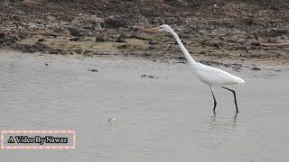 A Video Clip Egret Missing Fishes Wildlife Birds/Power Lines