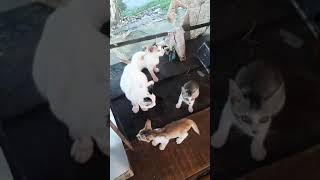 Cat Orphanage | বিড়ালের এতিমখানা | অসহায় বিড়ালদের আশ্রয়স্থল | Shorts Video | Viral Shorts Video