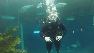 Scuba Diving with Sharks - Florida Aquarium Tampa, Florida