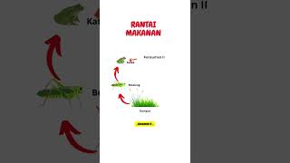 RANTAI MAKANAN // INTERAKSI KOMPONEN BIOTIK // #ipasmp #geography #ipasma #biologi