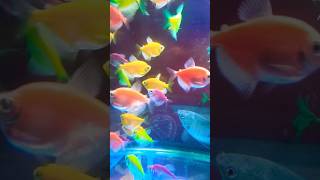 Fish Aquarium # short # viral # tranding