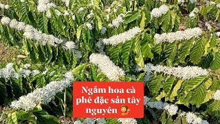 Mãn nhãn quá cả nhà . cả năm chỉ được ngắm 1hôm 🥰