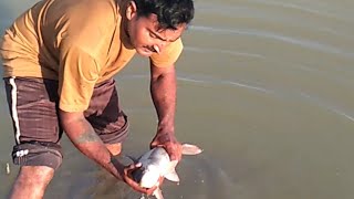 1.5kg Raho fish catch by hand in pond